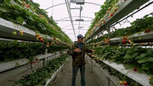 Зарождение цветоноса. НСД. КСД.РЕМОНТАНТНЫЕ СОРТА