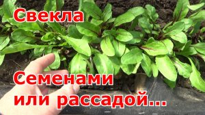 Свекла для раннего урожая в теплице. Свекла семенами или рассадой? Сравниваю два способа посева.