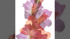 All Flowers Gladiolus