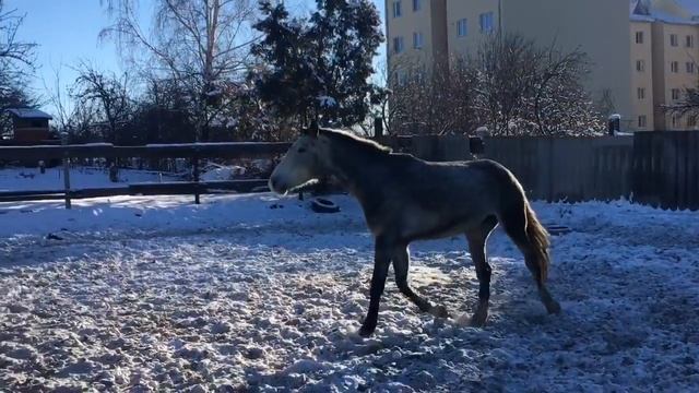 Будни табуна часть 1 смотреть онлайн