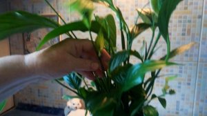 Почему зеленеют цветы спатифиллума.//Why Spathiphyllum flowers turn green.//