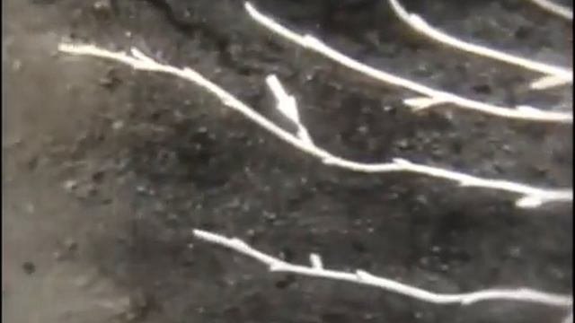 Вегетативное размножение растений