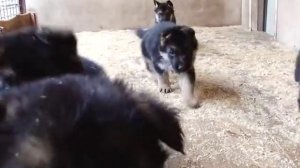 Покупка щенка немецкой овчарки в питомнике "Мотор Сич"