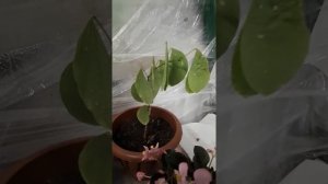 Орхидейное дерево Баухиния Часть 4