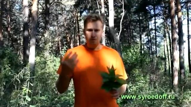 Сыроедение.Питание по сезону.Август.Крапива.