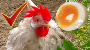 Как повысить яйценоскость кур несушек и получить яркий желток