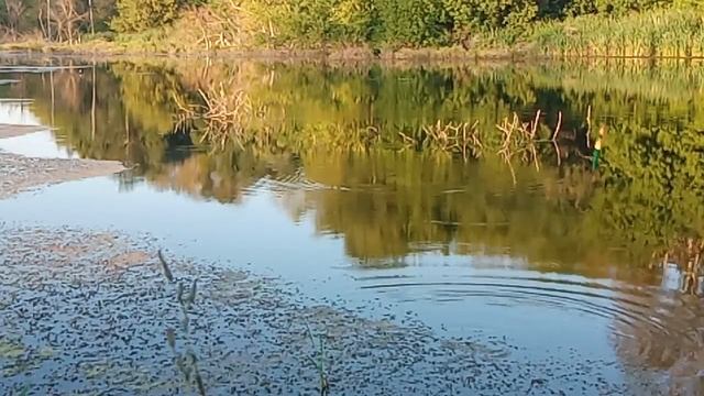 Ловля Окуня на ЖИВЦА летом! БЕШЕНЫЙ КЛЕВ! Рыбалка на поплавок Окунь на малька.