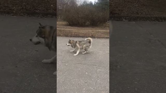 Немецкая овчарка и Аляскинский маламут.