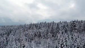 East Siberian taiga. The Russian forest x Восточно-Сибирская тайга. Российский лес.