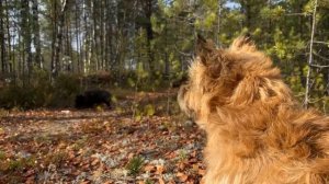 Питомник керн терьеров БРЭНД ЛАЙФ ХАУС (BRAND LIFE HOUSE)