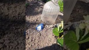 Вырастила редиску.  А редис пошел в цвет.  Всегда ли в жару идет в цвет.