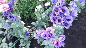 Эустома . Обзор по сортам.