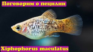Поговорим о пецилии Xiphophorus maculatus