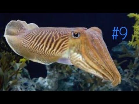 Играю за каракатицу в фид энд гроу фиш! Feed And Grow Fish