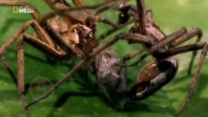 5 Животных-извращенцев