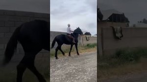 Чёрный конь Ноокат