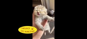 Смешное про животных. Милота с 02:10 ??