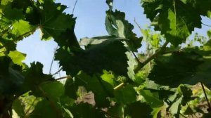 Виноград как мармелад, киш миш американских сортов, Рататуй, Тимпсон, Ламборджини и другие новинки