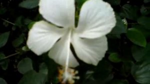 A White Hibiscus Flower