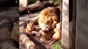 В Тайгане такого детства нет и никогда не будет! #animals #lions #львы #львята #животные