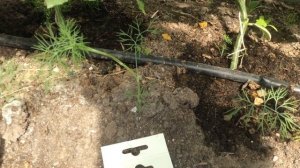 Огурец "Герман F1" и пучковый тип плодоношения. Это точно "Герман"?