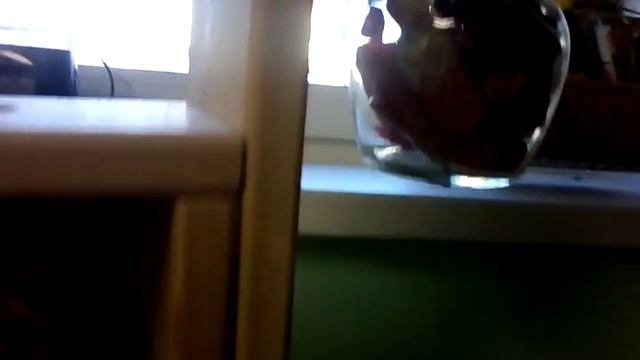 Все бабочки мира - детям! Акция. Мой первый Птерариум смотреть онлайн