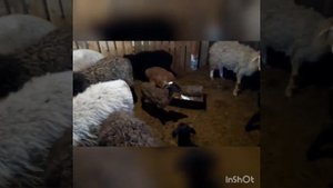 Романовский  баран и Едилбайские овцы