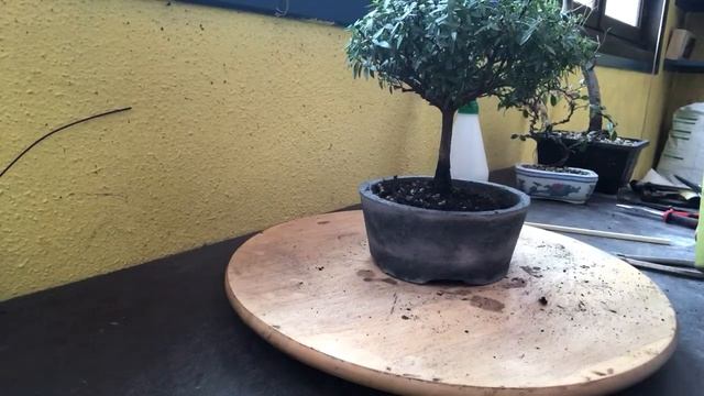 ? BONSAÏ HOKIDACHI à 10 euros Rempotage D’une MYRTE ? ( MYRTUS COMMUNIS ) смотреть онлайн