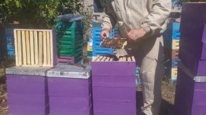 Как собрать пчелосемью. Альпийский улей.