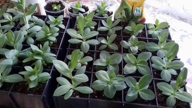 Эустома. СекретЫ выращивания эустомы