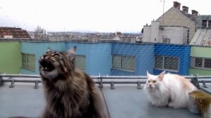 Мейн кун - интересные факты о породе