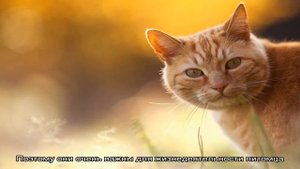 Зооринг — корм для кошек