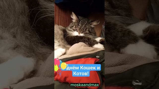 #Моська #МОСЬКАИМАКС | С днём Кошек и Котов! ?