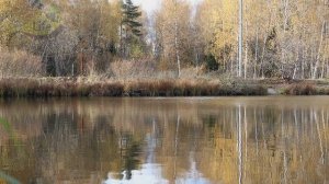 Какую прикормку использовать поздней осенью по белой рыбе. Прикормка для леща в октябре ноябре.