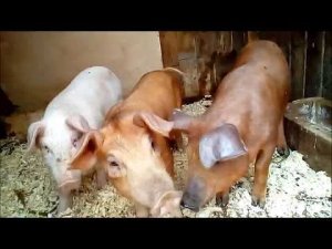 Поросятки#какую бункерную кормушку для свиней#поилка для поросят#