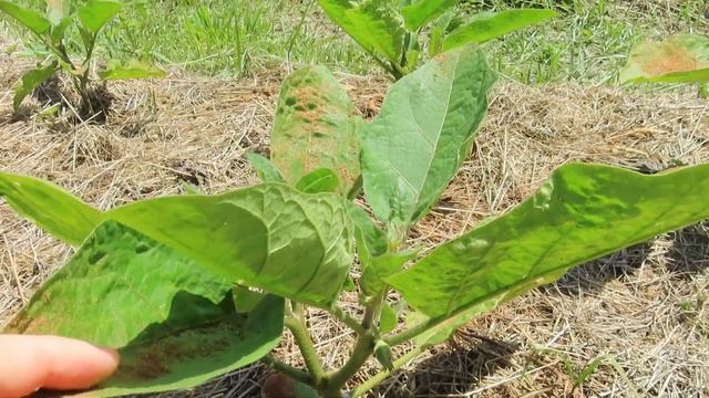 Мастера-строители установили козырёк и навес. Насколько качественна их работа? смотреть онлайн