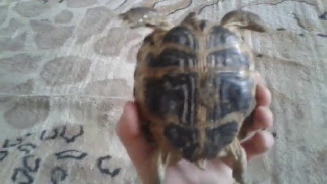 Как различить сколько вашей черепахе лет смотреть онлайн