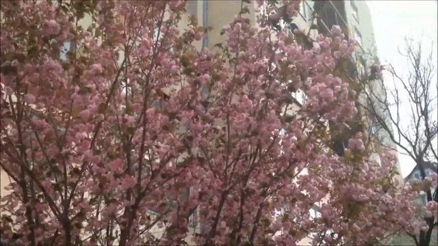 Ирина Самарина-Лабиринт Я НА ПОТОМ НЕ СТРОЮ ПЛАНЫ / Стихотворение
