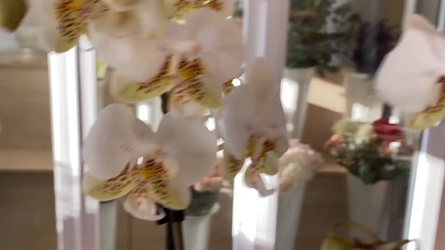 Поступление сортовых орхидей в Экофлору. Стюартиана, Виолацея, Лиодоро, Сансет Лав ... смотреть онлайн