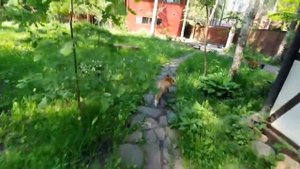 Алиса - Лиса / Прикольные Моменты с Алисой ч. 195 / Alice the Fox