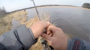 Ловля кунджи на мелкие воблеры минноу!