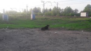 Кто потерял собаку