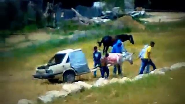 Осёл и Арабы. Вы такого не видели смотреть онлайн