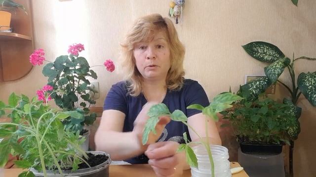 Пикировка томатов. Малиновый трюфель - сорт.