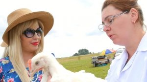 Куры на даче. Разведение кур в домашних условиях. В огороде - густо!  (выпуск 10)