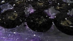 ГВОЗДИКА ДИАНА. ПОСЕВ СЕМЯН НА РАССАДУ.