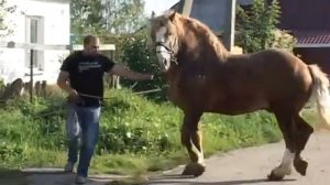 Цыганские лошади