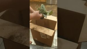 The Sill Plant Unboxing!