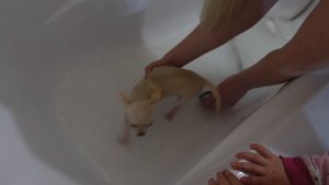 Чихуахуа и ребёнок. Первое купание чихуахуа. Прививки чихуахуа.