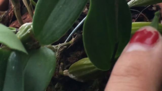 Den. Microchip surprise смотреть онлайн